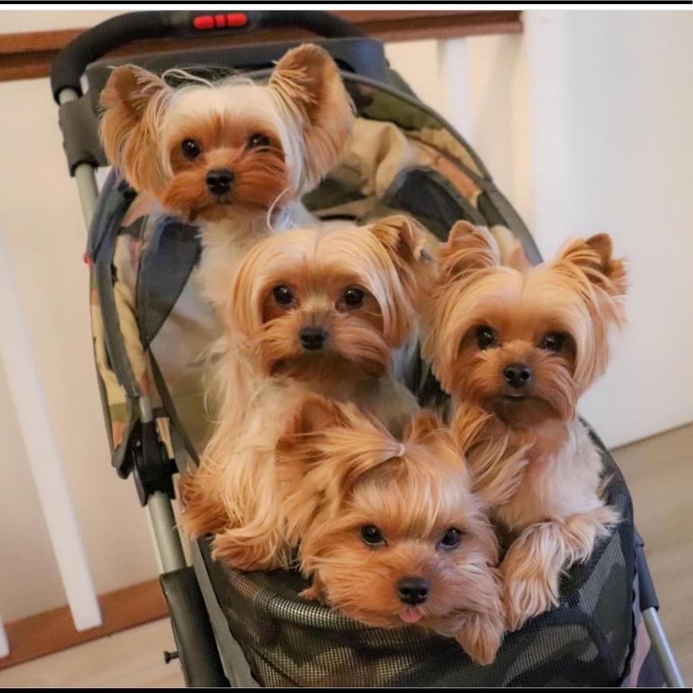 Meet your Posher, Anne